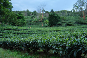 Summer 2024 Meng Ma Yunnan Black 1 kg loose