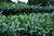 Summer 2024 Meng Ma Yunnan Black 1 kg loose
