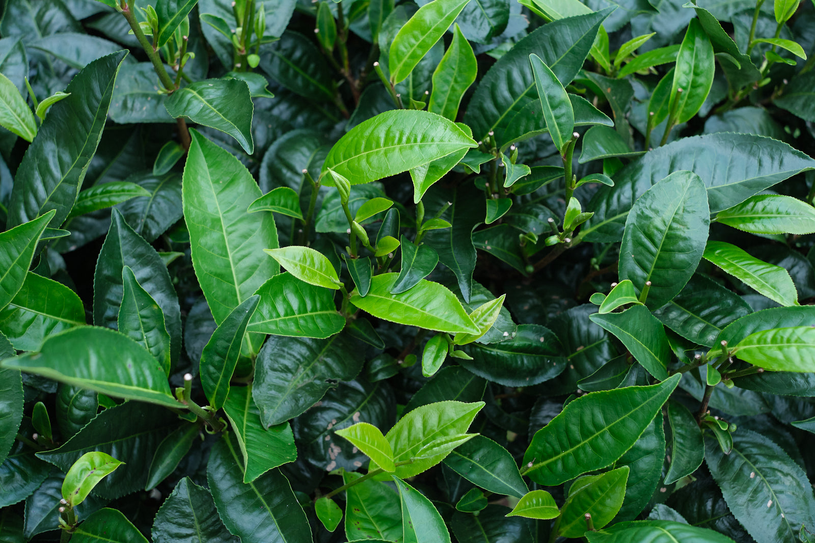 Summer 2024 Meng Ma Yunnan Black 1 kg loose