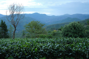 Summer 2024 Meng Ma Yunnan Black 1 kg loose