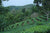 Summer 2024 Meng Ma Yunnan Black