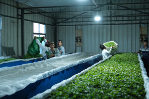 Summer 2024 Meng Ma Yunnan Black