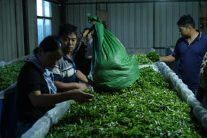Summer 2024 Meng Ma Yunnan Black