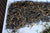 Summer 2024 Meng Ma Yunnan Black