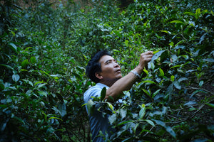 Summer 2024 Jingmai Sun-dried Black 1 kg loose